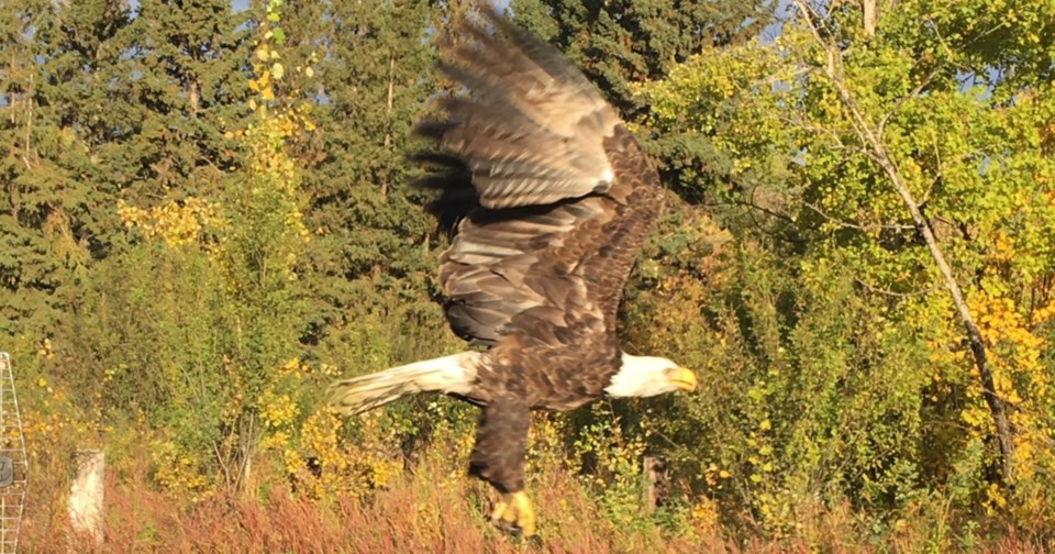 Eagle Release