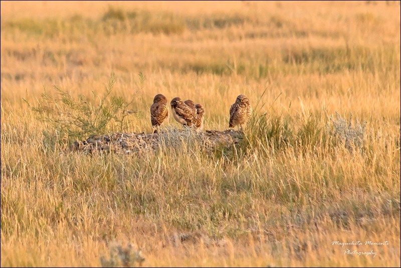 Burrowing Owl nest. Photo by Tammy Thomas