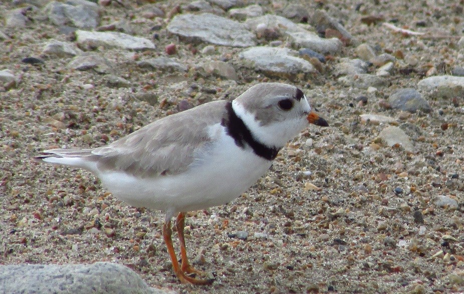 Adult piping plover by Emily Putz