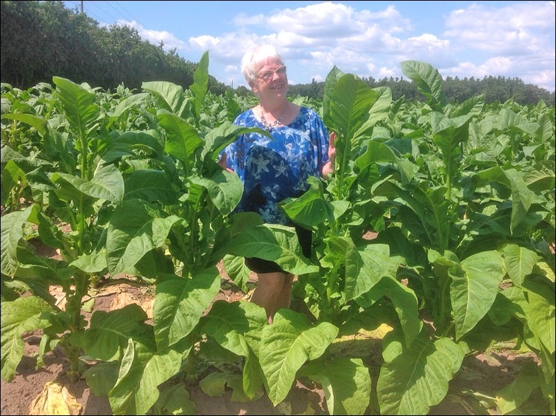 Linda Ard and Joyce Rowland travelling to Hamilton, Ont., stopped to inspect a tobacco field. Here Joyce can be seen among the leaves. Photos submitted by Lorna Pearson