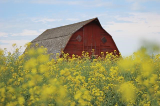 barn-canola