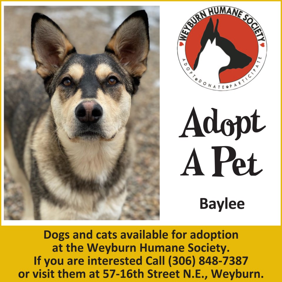 Adopt a Pet: Baylee - SaskToday.ca