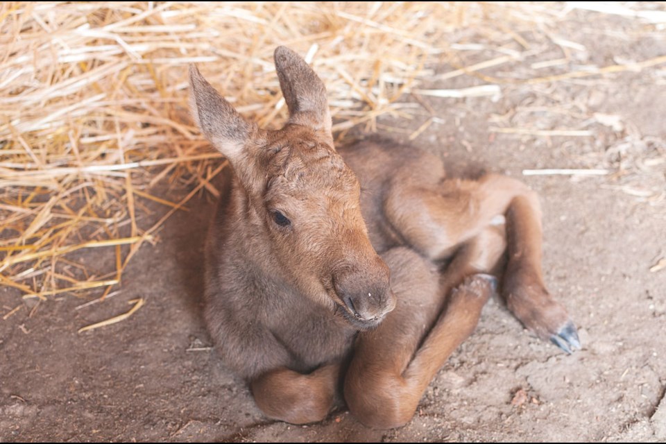 A little moose calf was found in May 2018 at a farm by Lampman. Photo submitted