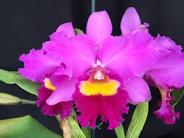 Cattleya orchid