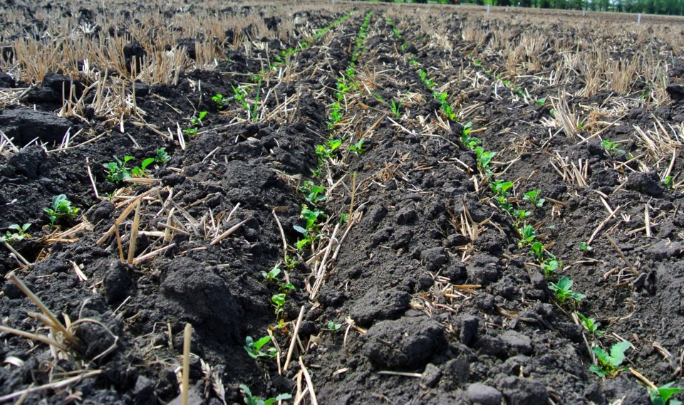 Aim for 75 per cent canola emergence - SaskToday.ca