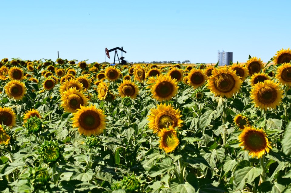 Sunflower fields