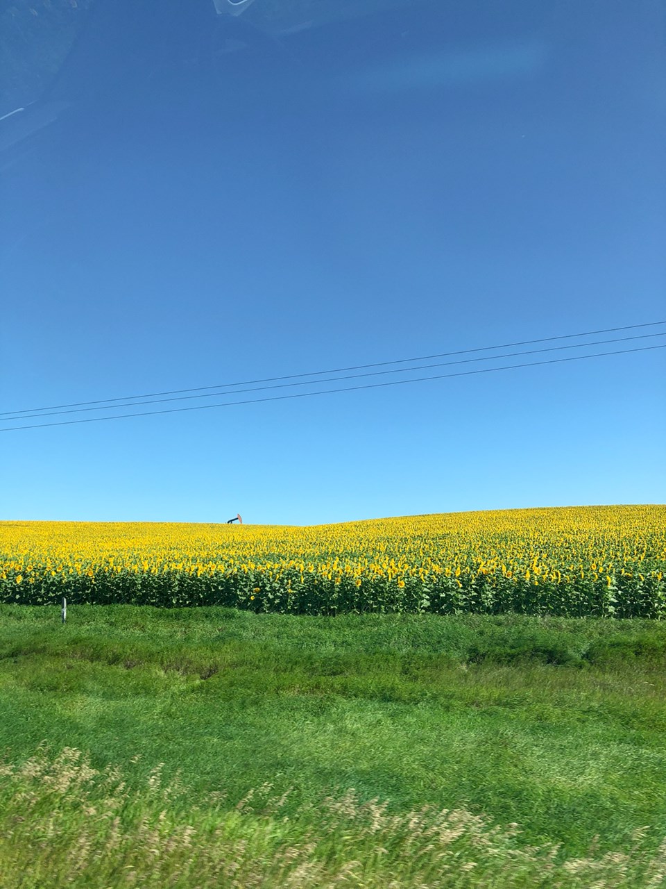 Field of Sunflowers