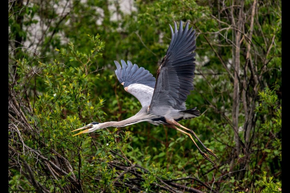 A Great Blue Heron (Ardea herodias) in flight. Pictured near Lac La Ronge provincial park. Photo by Brandon White.