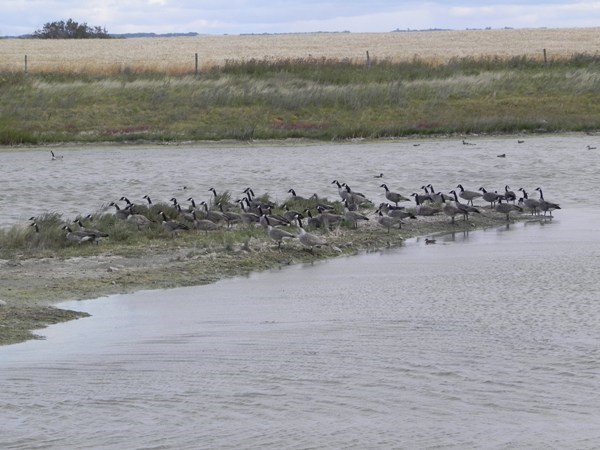 Canada geese enjoy a little island life before they begin the long flights south for the winter. Photos by Sherri Solomko