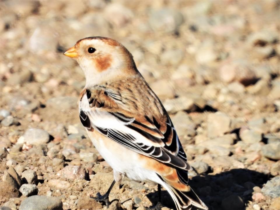 snow bunting