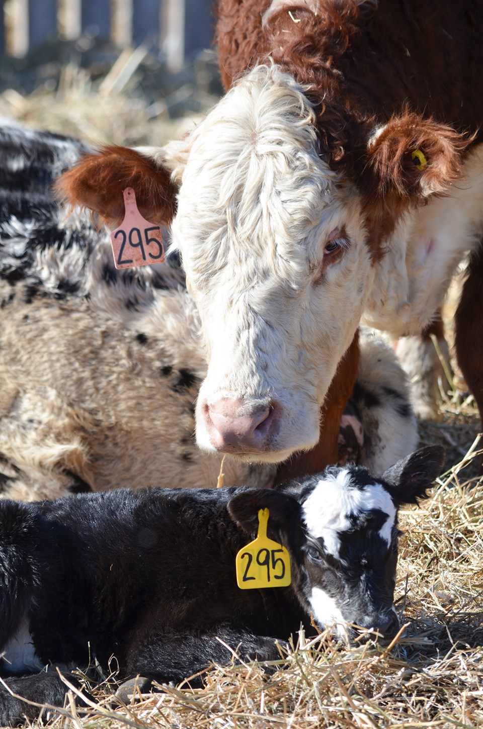 Day Old Calf