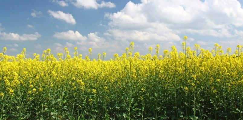 canola