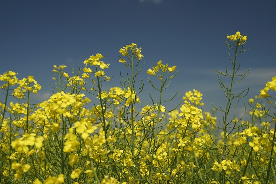 canola-4272308_1280