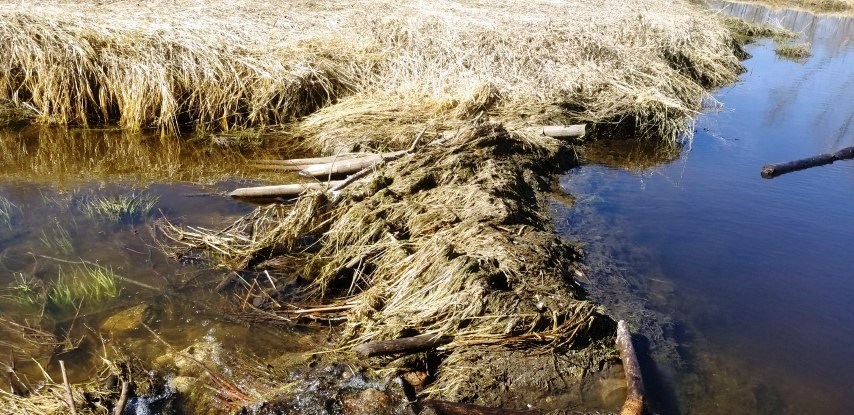 Beavers were the culprits when a farmer's fence posts disappeared. RCMP photo