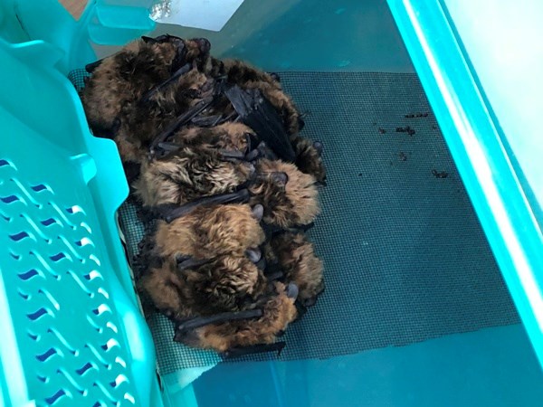 This bat bundle includes 30 bats that were among the 600 returned to Unity May 11 from Living Sky Wildlife Rehabilitation. The organization kept the bats after their removal from the Unity arena until they could be returned to bat houses in Unity. Photo submitted