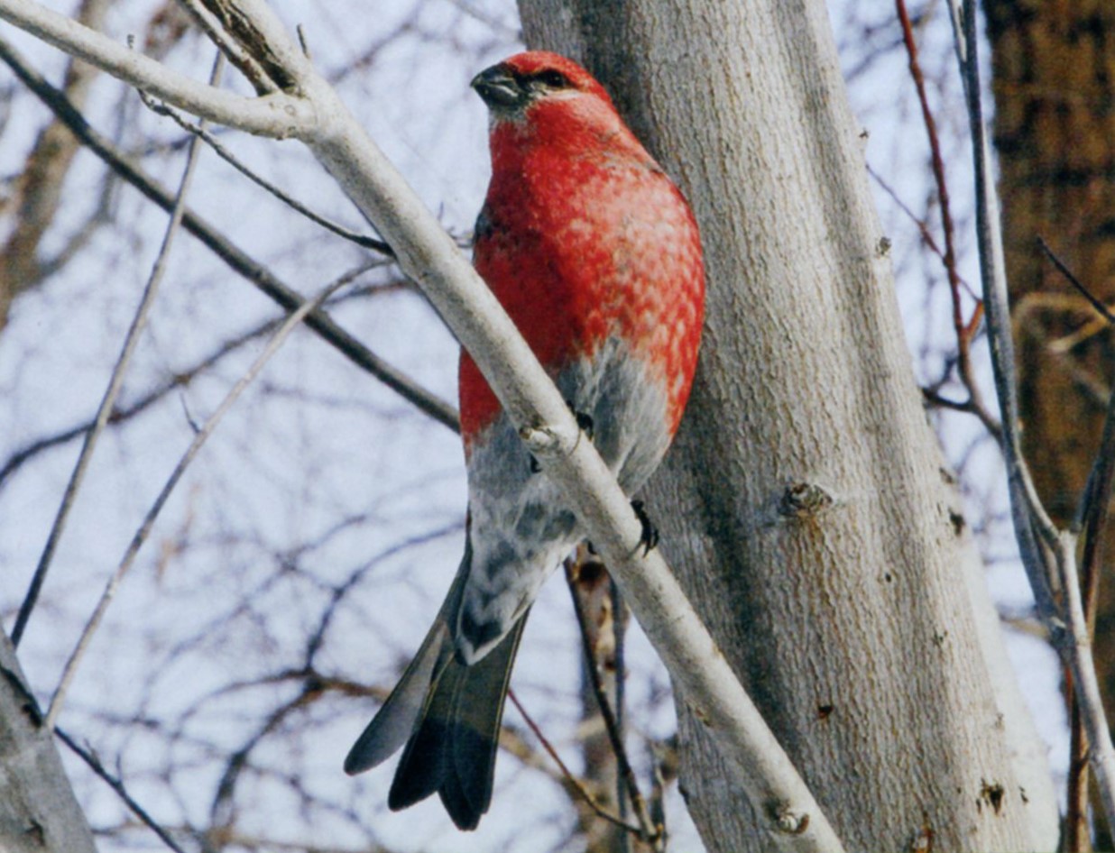 handbook of the birds of the world orange county