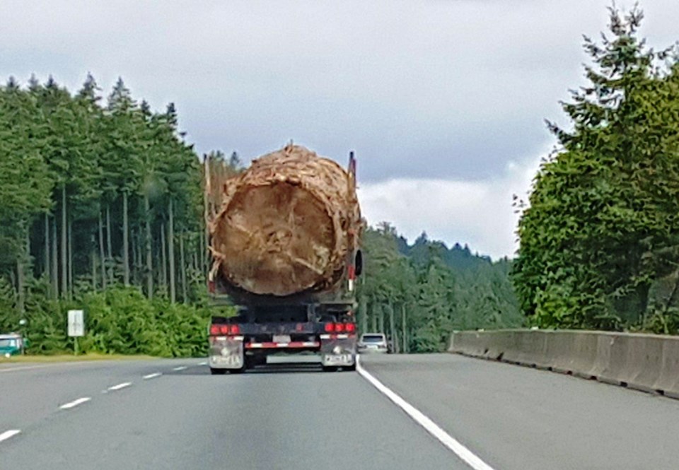 This massive Sitka spruce, a picture of which went viral, is still not safe under B.C.'s new big tre