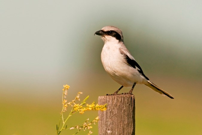 A loggerhead shrike surveys its territory for prey. Photo by May Haga