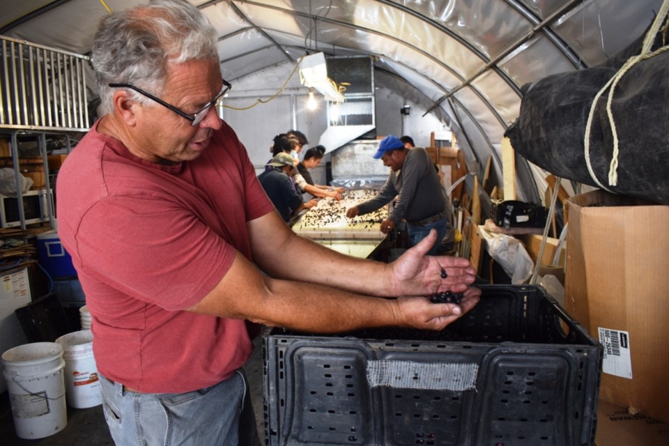 Jon Perez Grant Erlandson shows off a fresh batch of Saskatoon berries that have been harvested, sorted, and are now ready to be sold to their loyal customers.