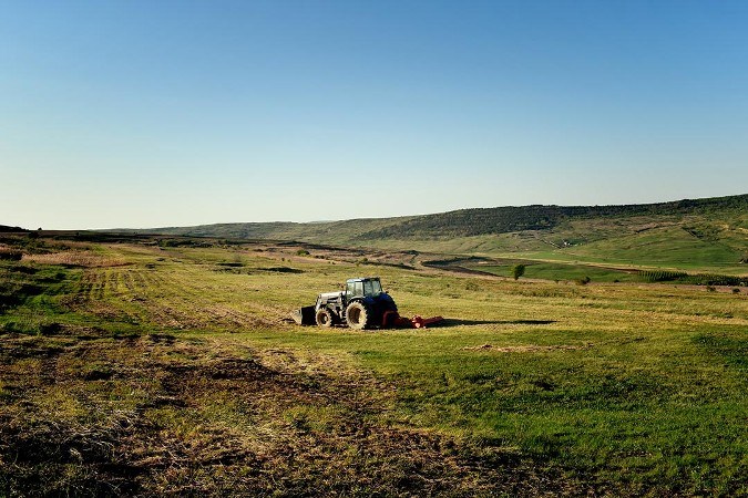 cattle grazing