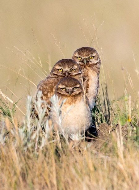 burrowing owls