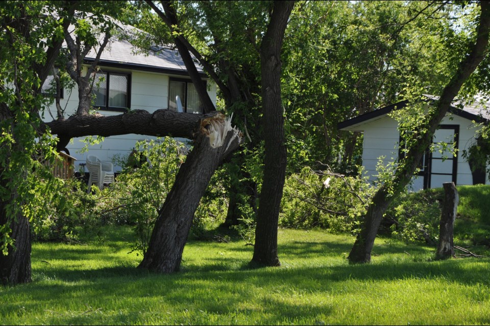 A number of trees were either snapped in half or torn out at the roots.