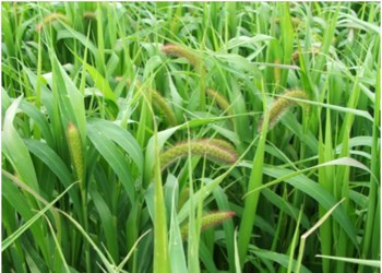 Golden German millet