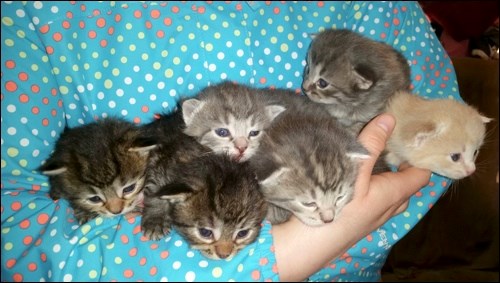 kittens