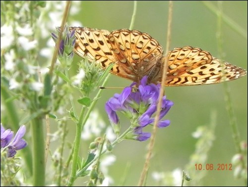 butterfly pic