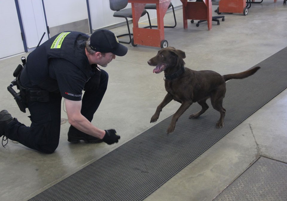 CBSA, detector dog holly