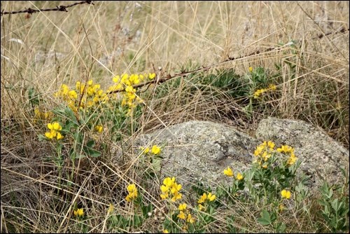 rural scene pic