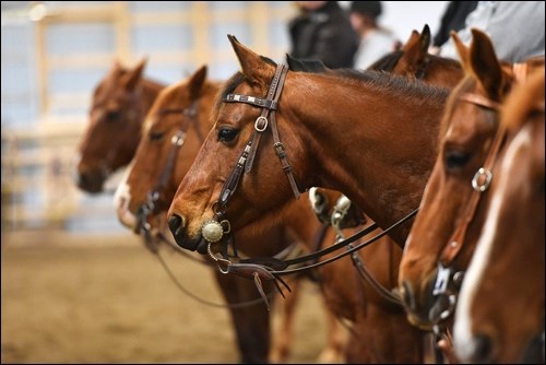 Focused - Fauna category. Photo by Heather Labrecque