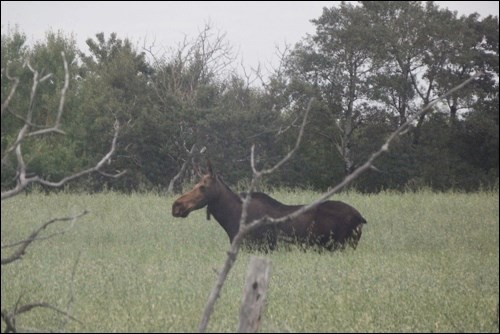 prairie scene pic