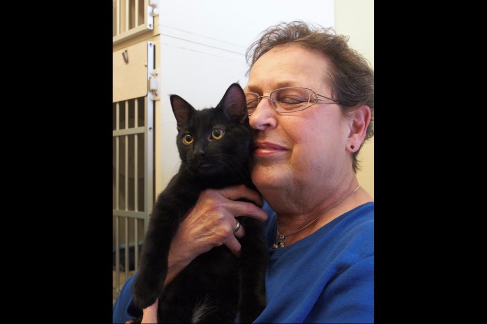 Carol Brown cuddles a young cat recently brought to the SPCA.