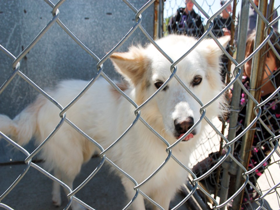 the ghost dog of Estevan