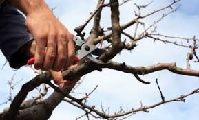 Pruning