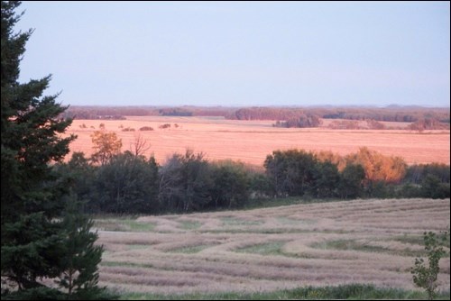 Harvest scene pic