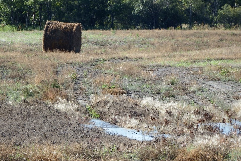 harvest scene pic