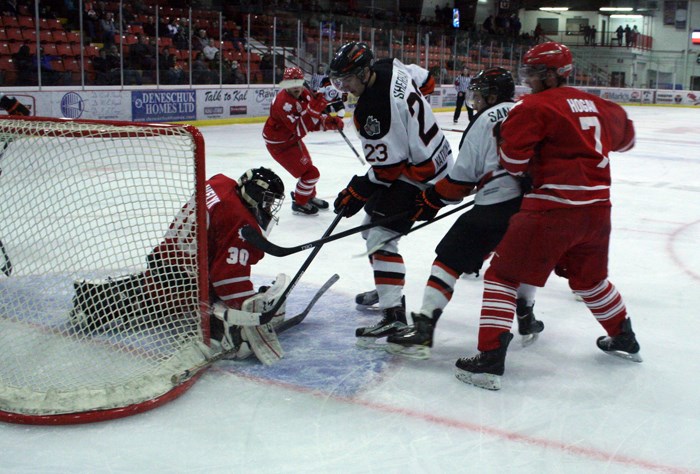 Yorkton Terriers