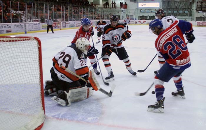 Yorkton Terriers