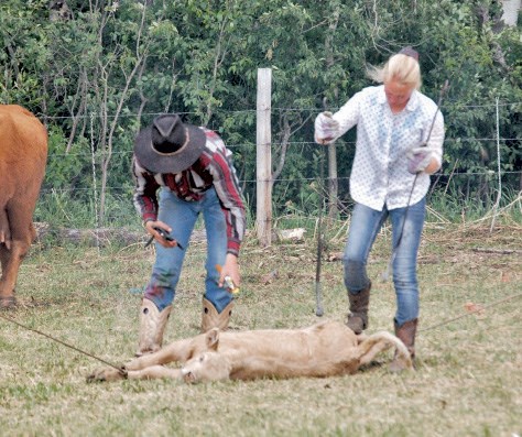 Ted Isaac oversees the branding on his ranch.