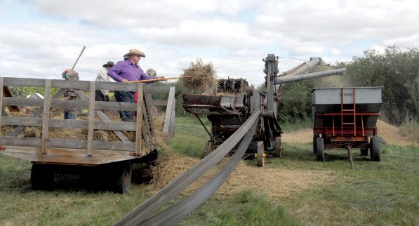 Alphonse Trach, the president of PALS, took his turn pitching sheaves into the grain separator.