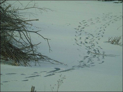 Winter rural scene pic