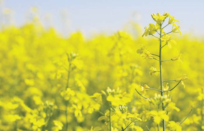 Genetically Modified Canola