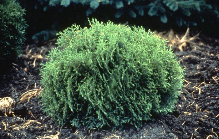 Dwarf shrubs for smaller borders - SaskToday.ca