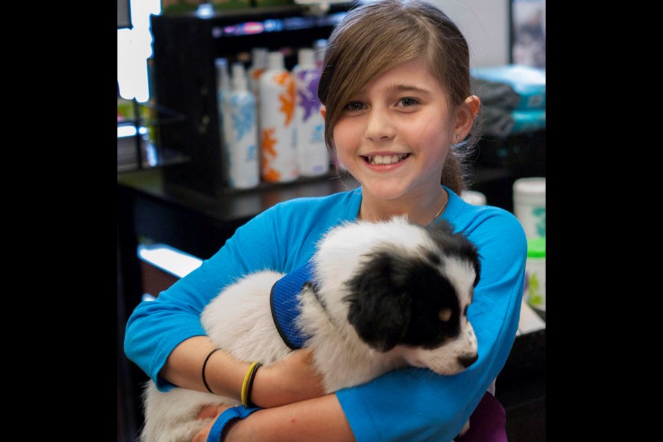 Western Pups Paws and Claws Animal Rescue Team partnered with Pet Valu to celebrate National Pet Appreciation Month with a pet adoption weekend. Saturday and Sunday was cowboy themed, with puppies dressed in their western best. Photos, adoption, raffle prizes, silent auction and a BBQ were a few of the things available for customers to do. Ava Laevens happily cuddles one of the seven pups up for adoption during the weekend. Three adult dogs and fourteen cats were also looking for their forever homes.