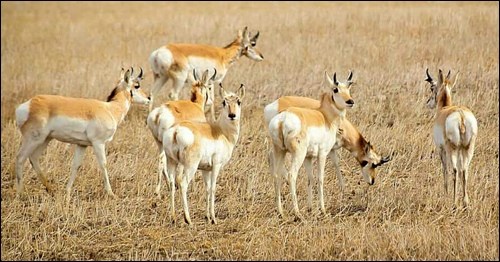 It’s spring and the antelope are on the move in the Scott area. Photo by Amanda Risling