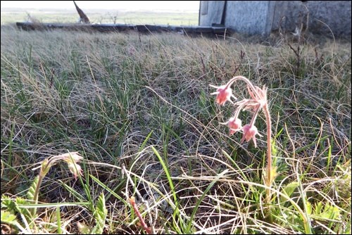 spring rural scene pic