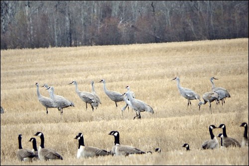 cranes and geese