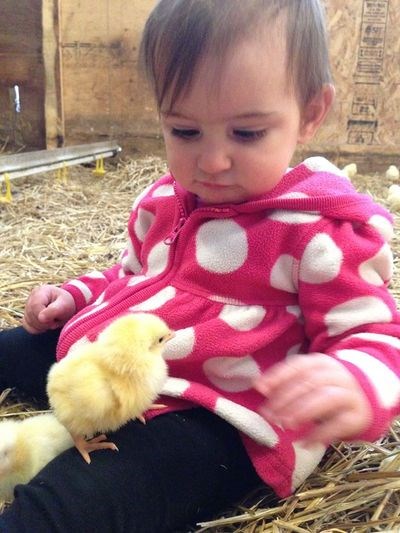 Charis Maier of Preeceville was excited to meet some of the baby chicks that her parents, Megan and Nathan Maier, received on their farm on April 26.